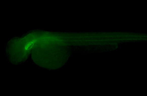 Col2a1a Antibody in Immunohistochemistry (PFA fixed) (IHC (PFA))