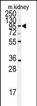 ADAM9 Antibody in Western Blot (WB)