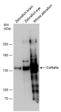 COL1A1 Antibody in Western Blot (WB)