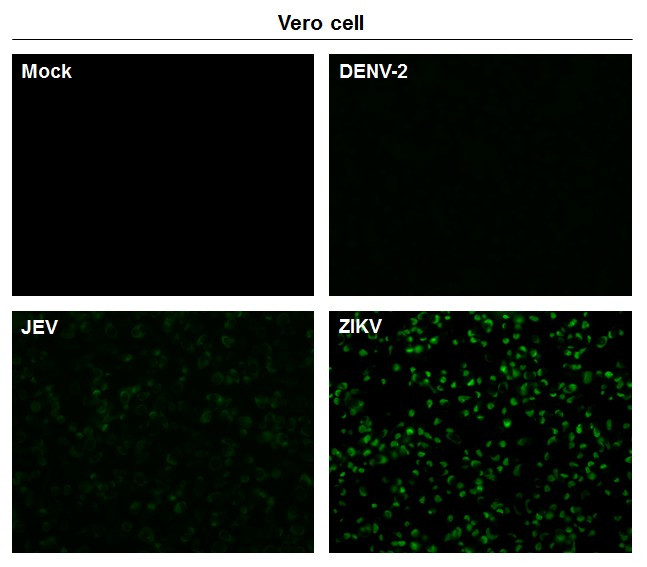 Zika Virus NS3 (strain H/PF/2013) Antibody in Immunocytochemistry (ICC/IF)