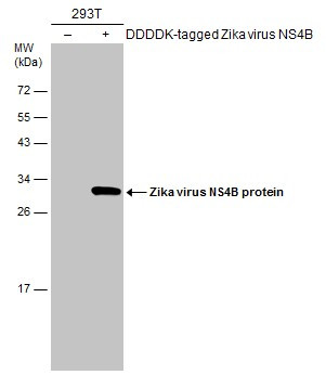 Zika Virus NS4B (strain H/PF/2013) Antibody in Western Blot (WB)