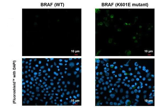 B-Raf (K601E Mutant) Antibody in Immunocytochemistry (ICC/IF)