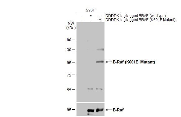 B-Raf (K601E Mutant) Antibody in Western Blot (WB)