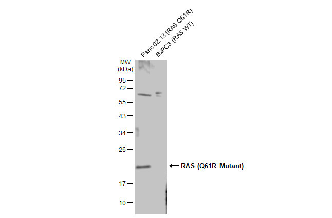 K-Ras (Q61R Mutant) Antibody in Western Blot (WB)