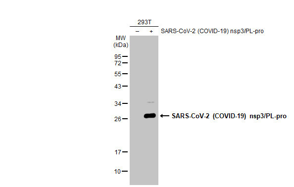 SARS-CoV-2 Nonstructural Protein 3 Antibody in Western Blot (WB)