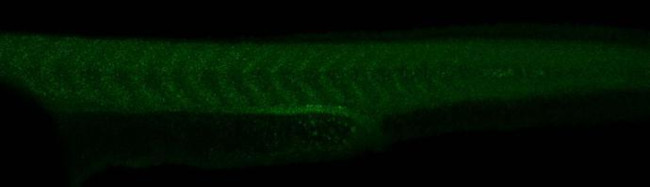 FGF8 Antibody in Immunohistochemistry (PFA fixed) (IHC (PFA))