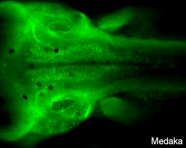 PAX2a Antibody in Immunohistochemistry (PFA fixed) (IHC (PFA))