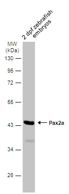 PAX2a Antibody in Western Blot (WB)