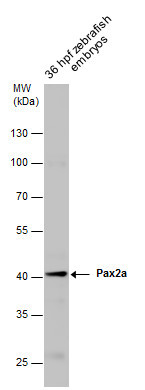 PAX2a Antibody in Western Blot (WB)