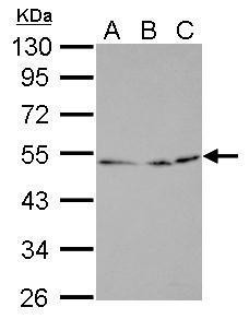 EGR2b Antibody in Western Blot (WB)