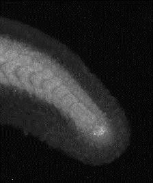 Noto Antibody in Immunohistochemistry (PFA fixed) (IHC (PFA))