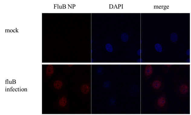 Influenza B NP (B/Taiwan/753/2005) Antibody in Immunocytochemistry (ICC/IF)