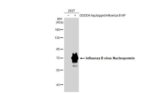 Influenza B NP (B/Taiwan/753/2005) Antibody in Western Blot (WB)