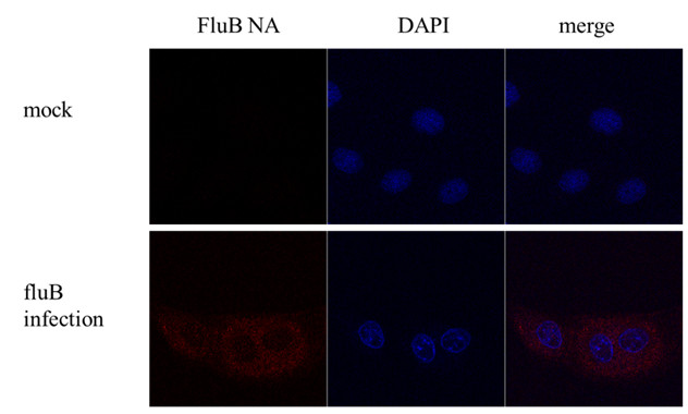 Influenza B NA (B/Taiwan/753/2005) Antibody in Immunocytochemistry (ICC/IF)