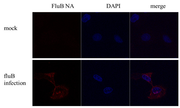 Influenza B NA (B/Taiwan/753/2005) Antibody in Immunocytochemistry (ICC/IF)