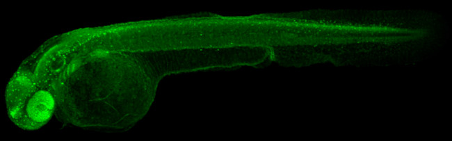 PAX6 Antibody in Immunohistochemistry (PFA fixed) (IHC (PFA))