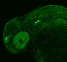 PAX6 Antibody in Immunohistochemistry (PFA fixed) (IHC (PFA))