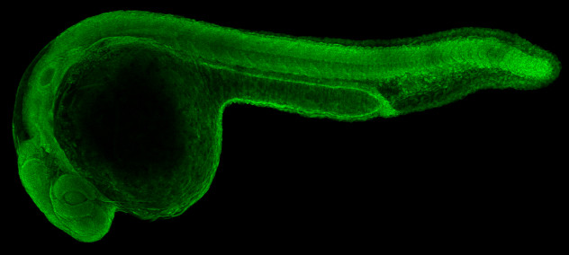 USP9X Antibody in Immunohistochemistry (PFA fixed) (IHC (PFA))