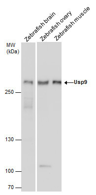 USP9X Antibody in Western Blot (WB)