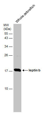 Leptin b Antibody in Western Blot (WB)