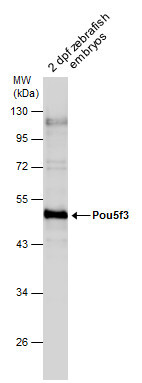 OCT4 Antibody in Western Blot (WB)