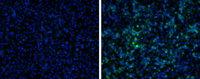 Japanese Encephalitis Virus NS1 (strain Jaoars982) Antibody in Immunocytochemistry (ICC/IF)