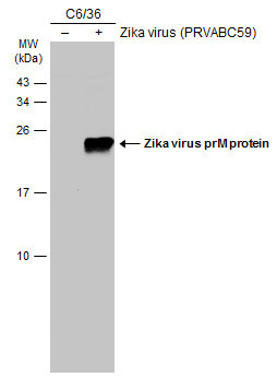 Zika Virus prM (strain H/PF/2013) Antibody in Western Blot (WB)