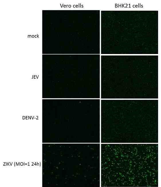 Zika Virus NS1 (strain H/PF/2013) Antibody in Immunocytochemistry (ICC/IF)