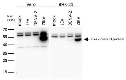 Zika Virus NS1 (strain H/PF/2013) Antibody in Western Blot (WB)