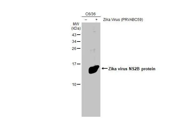 Zika Virus NS2B (strain H/PF/2013) Antibody in Western Blot (WB)