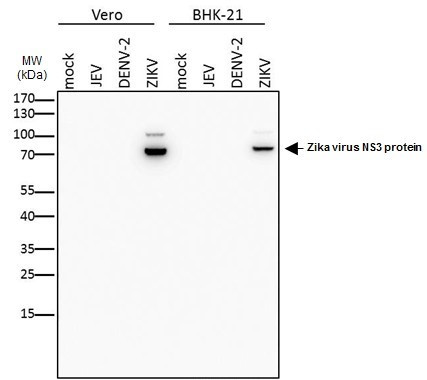 Zika Virus NS3 (strain H/PF/2013) Antibody in Western Blot (WB)