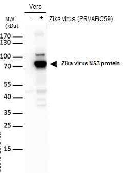 Zika Virus NS3 (strain H/PF/2013) Antibody in Western Blot (WB)