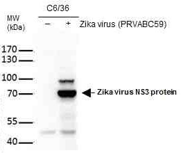 Zika Virus NS3 (strain H/PF/2013) Antibody in Western Blot (WB)