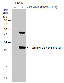 Zika Virus NS4B (strain H/PF/2013) Antibody in Western Blot (WB)