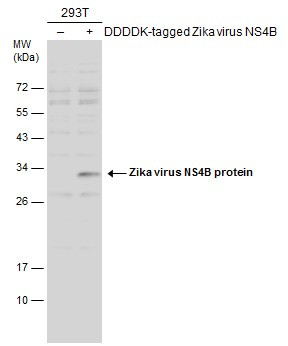 Zika Virus NS4B (strain H/PF/2013) Antibody in Western Blot (WB)