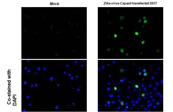 Zika Virus Capsid (strain H/PF/2013) Antibody in Immunocytochemistry (ICC/IF)