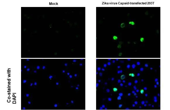 Zika Virus Capsid (strain H/PF/2013) Antibody in Immunocytochemistry (ICC/IF)