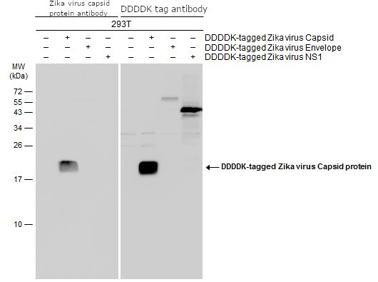 Zika Virus Capsid (strain H/PF/2013) Antibody in Western Blot (WB)