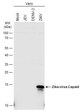Zika Virus Capsid (strain H/PF/2013) Antibody in Western Blot (WB)