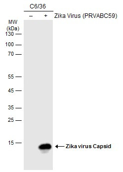 Zika Virus Capsid (strain H/PF/2013) Antibody in Western Blot (WB)