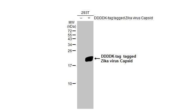 Zika Virus Capsid (strain H/PF/2013) Antibody in Western Blot (WB)