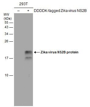 Zika Virus NS2B (strain H/PF/2013) Antibody in Western Blot (WB)