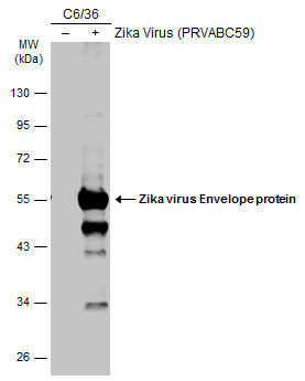 Zika Virus Envelope (strain H/PF/2013) Antibody in Western Blot (WB)