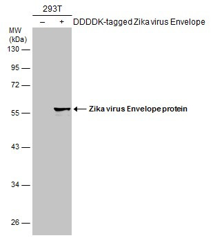 Zika Virus Envelope (strain H/PF/2013) Antibody in Western Blot (WB)