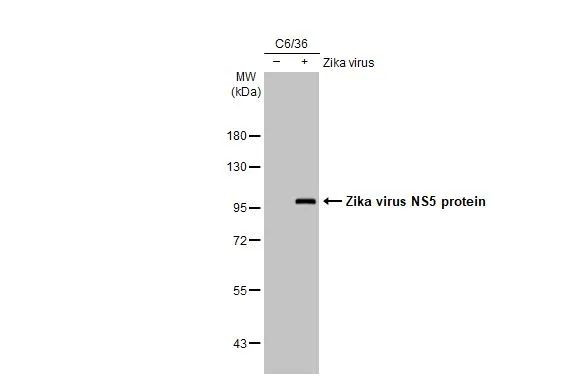 Zika Virus NS5 (strain H/PF/2013) Antibody in Western Blot (WB)