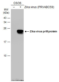 Zika Virus prM (strain H/PF/2013) Antibody in Western Blot (WB)