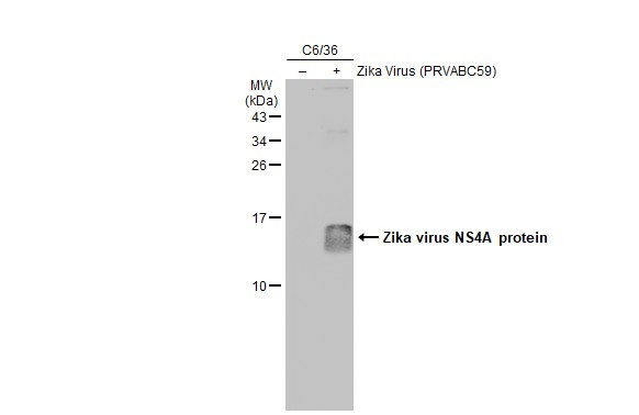 Zika Virus NS4A (strain H/PF/2013) Antibody in Western Blot (WB)