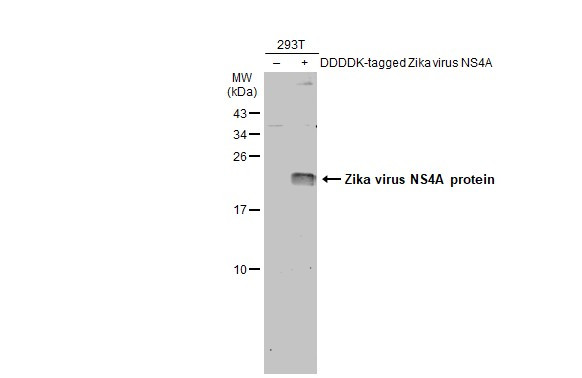 Zika Virus NS4A (strain H/PF/2013) Antibody in Western Blot (WB)