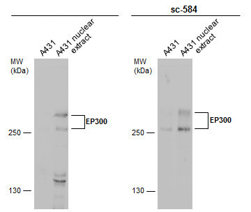 p300 Antibody in Western Blot (WB)