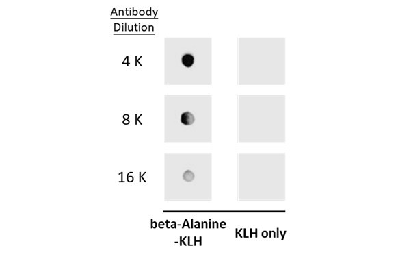 beta Alanine Antibody in Dot Blot (DB)